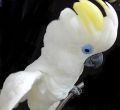 Синеочковый какаду (Cacatua ophthalmica) - ручные птенцы из питомника (4 фотографии)