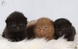 Британские котята. Питомник Ilios Cats (2 фотографии)