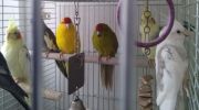 Приму попугаев - Ожерелового ,Розелла,Корелла ,какарик и тд фотография
